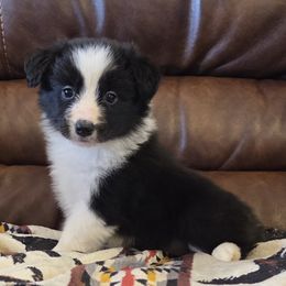 Girl 1 Champion lines - Black female Border Collie puppy in Newalla, Oklahoma from Roughstock Border Collies and Dachshunds