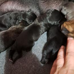 Boy 6 - Black male Cane Corso puppy in Clarksburg, West Virginia from West By God Virginia Cane Corso