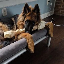 German Shepherds from Little Creek GSD