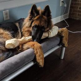 German Shepherds from Little Creek GSD
