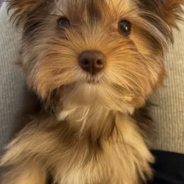 Camila🎀 - Yorkshire Terrier
