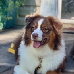 Tulsa - Australian Shepherd