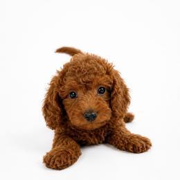 Ace - Red  male Goldendoodle puppy in Warrensburg, Missouri from Supreme Doodles