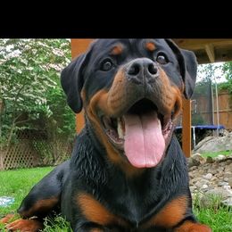 Rottweiler Puppies from Iron Clad Rottweiler