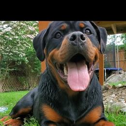 Rottweiler Puppies from Iron Clad Rottweiler