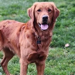 Ripp - Golden Retriever