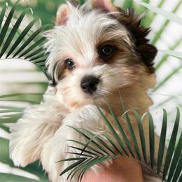 Frank 2,950 - Black tan and white male Biewer Terrier puppy in Temecula, California from Biewer Puppies USA