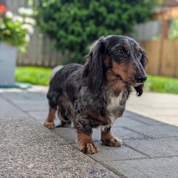 Smudge - Dachshund