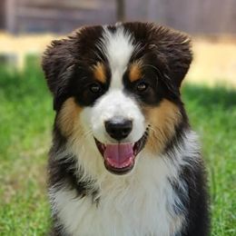 Miniature American Shepherds from Moon Phase Kennel