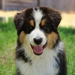 Miniature American Shepherds from Moon Phase Kennel