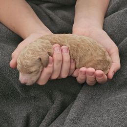 Odessa - Apricot female Goldendoodle puppy in Bonham, Texas from Happy Valley Puppies