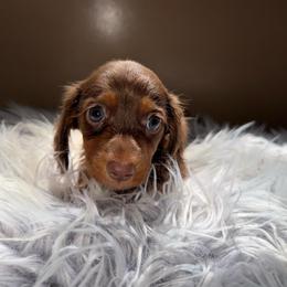 Shelly - Chocolate and tan female Dachshund puppy in Midland, Texas from The Barefield Doxies