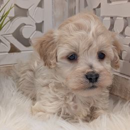 Jack - Cream male Havapoo puppy in Burlington, Iowa from River View Puppies