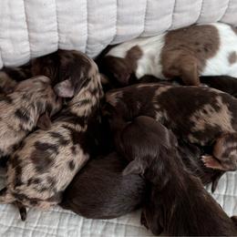 Cavapoo puppies from By Design Doodles
