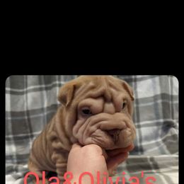 Chinese Shar-Pei Puppies from Ola & Olivia's Shar Pei