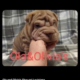 Chinese Shar-Pei Puppies from Ola & Olivia's Shar Pei