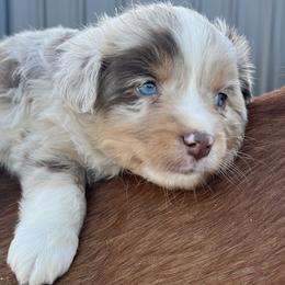 Rebel - Red merle male Miniature Australian Shepherd puppy in Godley, Texas from Nana and Paws Aussies