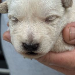 Boy 2 - Wheaten male Scottish Terrier puppy in Lancing, Tennessee from Pilot Mtn Scottie’s