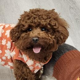 Goldendoodle and Poodle All Grown Up from Doodles & Poodles by Tiki