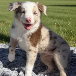 Bacon - Red merle male Border Collie puppy in East Ellijay, Georgia from Nine Peaks Border Collies
