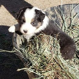 Australian Shepherd Puppies from Wild Souls Australian Shepherds