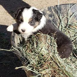 Australian Shepherd Puppies from Wild Souls Australian Shepherds