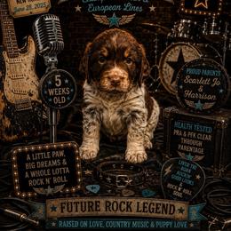 Jagger - Tri-Roan male English Springer Spaniel puppy in Cookeville, Tennessee from Krossroads Kennel