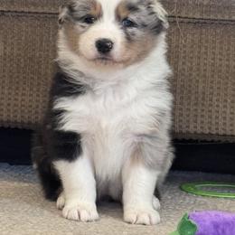 Australian Shepherd Puppies from Hannah Taylor