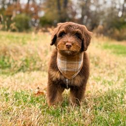 Snorlax - male Australian Mountain Doodle puppy in Pittsburgh, Pennsylvania from WestPenn Doodles LLC