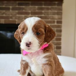 Wren - Pink - Red  female Goldendoodle puppy in Ruthorfordton, North Carolina from Duncan Doodles Goldendoodles