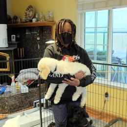 Poodle Puppies from Furball Forest Poodles