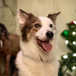 Iza - Border Collie