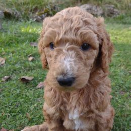 Poodle Puppies from All Poodle No Doodle