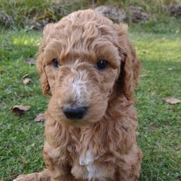 Poodle Puppies from All Poodle No Doodle