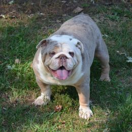 Axle - Bulldog