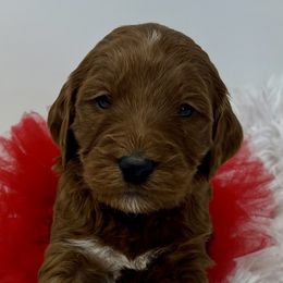 Red Female - Apricot female Goldendoodle puppy in Great Falls, Montana from Montana Goldendoodles