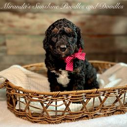 Loki - Tri-color male Bernedoodle puppy in Munster, Indiana from Miranda’s Sunshine Poodles and Doodles