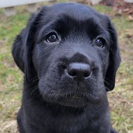 Labrador Retrievers from Holly Farm Labradors