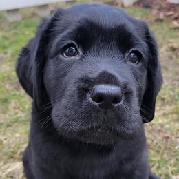 Labrador Retrievers from Holly Farm Labradors