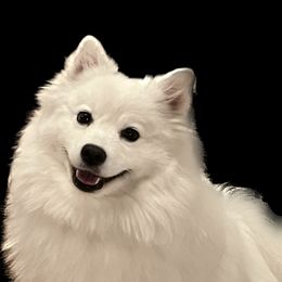 Kassi - American Eskimo Dog