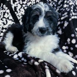 Aussiedoodle All Grown Up from Mini AussieDoodles on Meadow Lane