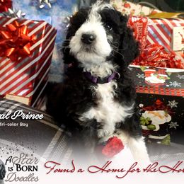 Bernedoodle Puppies from A Star is Born Doodles