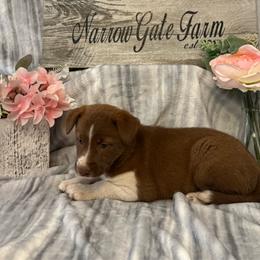 Sienna - White and red female Border Collie puppy in Moody, Texas from Narrow Gate Farm