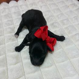 Star - Black female Havapoo puppy in Brookings, South Dakota from Hofer Pups