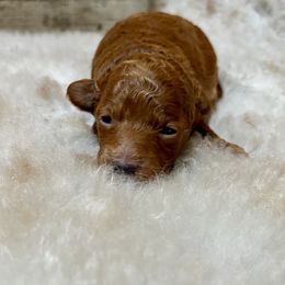 Esmée - Red  female Poodle puppy in Utica, Ohio from Poodle Me Crazy