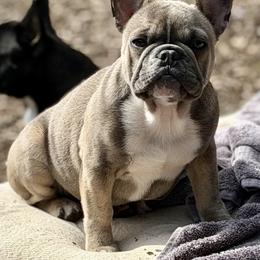 Dolly - Blue fawn female French Bulldog puppy in Glen Ellen, California from Frenchie’s of Glen Ellen