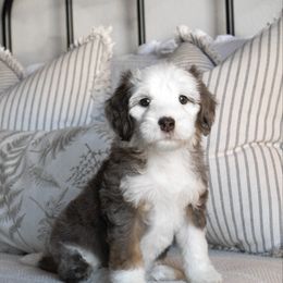 Owl - Merle female Goldendoodle puppy in Temecula, California from Temecula Creek Doodles
