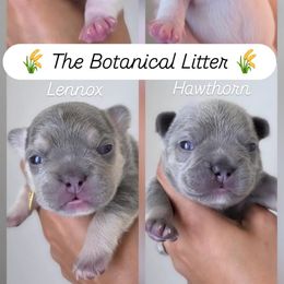 French Bulldog Puppies from Namaste Frenchies