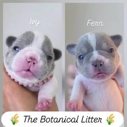 French Bulldog Puppies from Namaste Frenchies