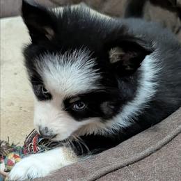 DxKg2 - Tri-color female Pomsky puppy in Charlotte, Michigan from Moore Pomskies